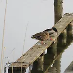 Bunte Ferienhaussiedlung *