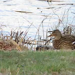 Feriepark Bunte Ferienhaussiedlung Rheinsberg
