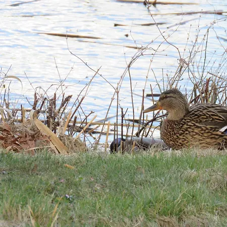 Holiday park Bunte Ferienhaussiedlung Rheinsberg