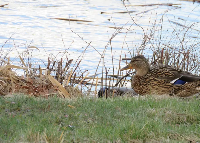 假日公园 Bunte Ferienhaussiedlung 赖因斯贝格